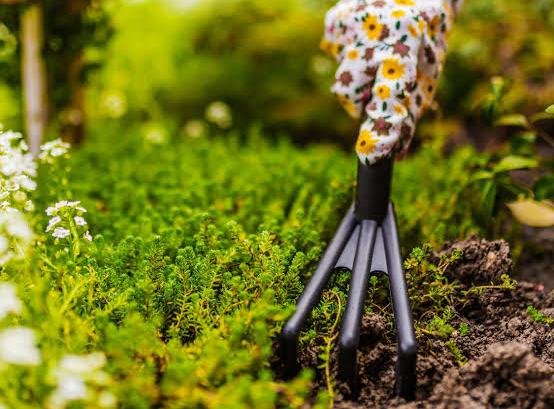 On-Site Basic Garden Plant Care