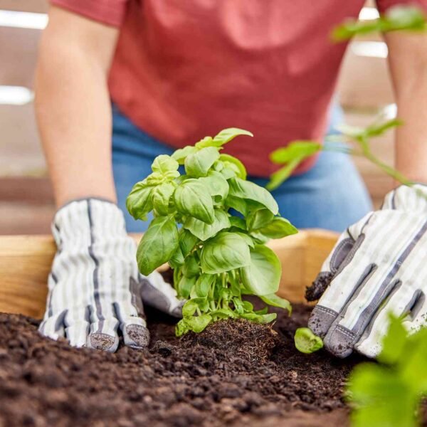 Removal Of Dead Leaves And Garden Cleanup