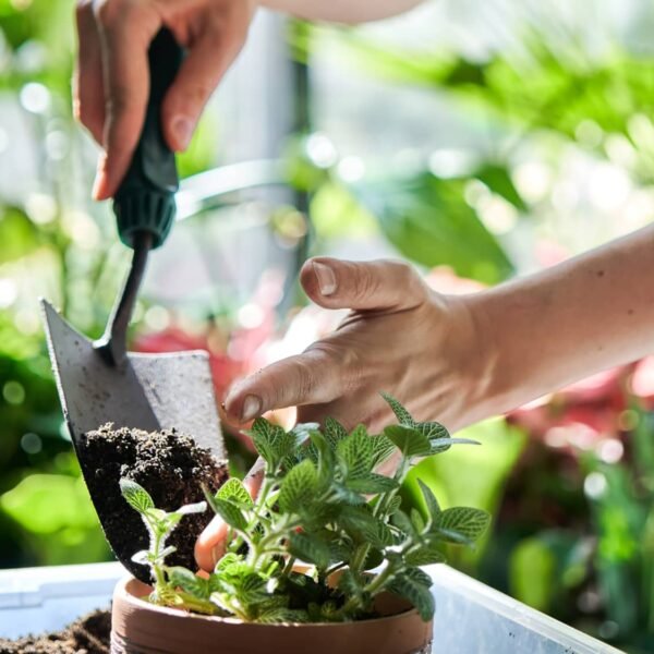 Basic Pruning And Trimming Of Garden Plants