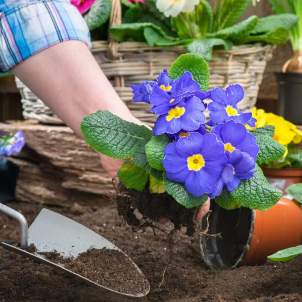Backyard Plant Care Service