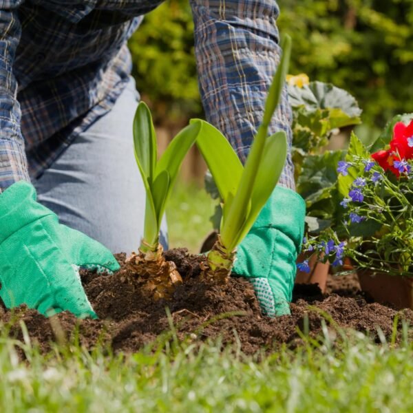 Combined Care For Garden Flowers And Shrubs