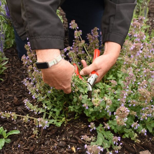 Seasonal Garden Plant Care Service