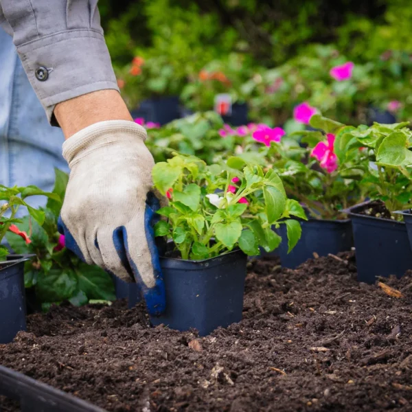 Comprehensive Basic Garden Plant Care Service