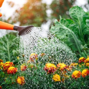 Plant Care Service For Medium-Sized Home Gardens