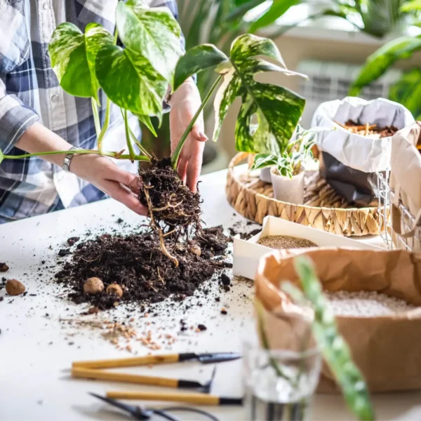 Centralized Garden Plant Maintenance Service