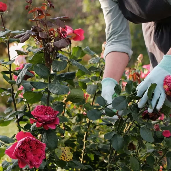 Basic Plant Care Service For Large Home Gardens