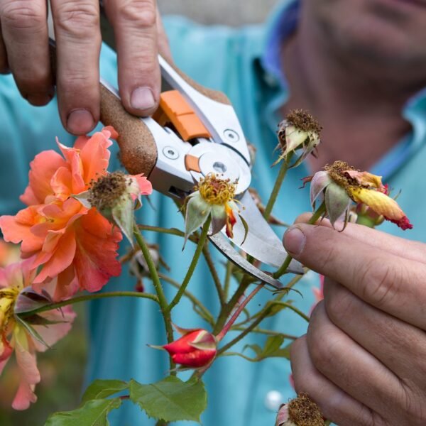 Garden-Wide Plant Care Service