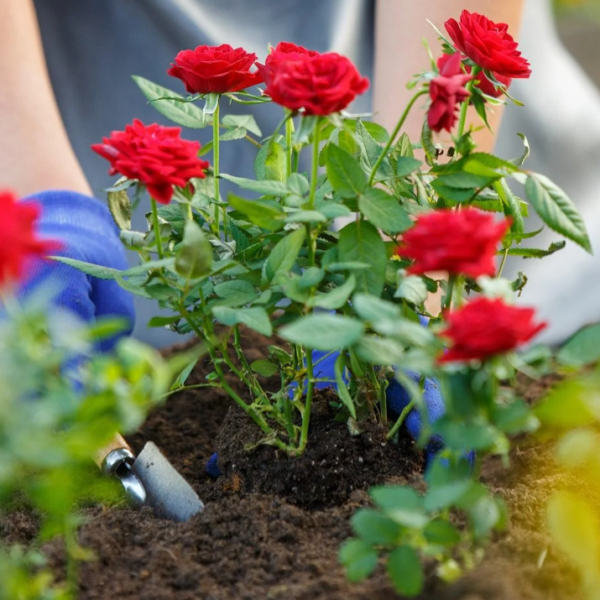 Detailed Plant Care Service For Multiple Garden Zones