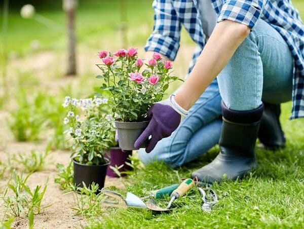 Care Service For Flowers And Greenery Across The Entire Garden