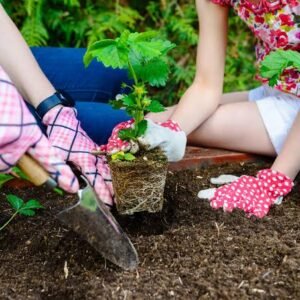 Routine Care For Flowerbed Plants