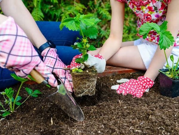 Routine Care For Flowerbed Plants