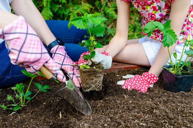 Routine Care For Flowerbed Plants