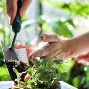 Monthly Garden Plant Care Service