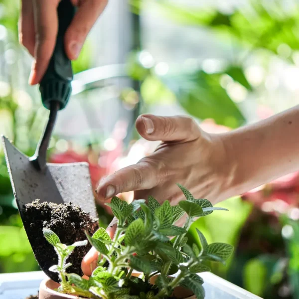 Monthly Garden Plant Care Service