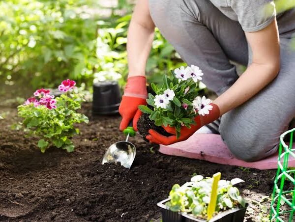 Care For Potted Plants In The Courtyard