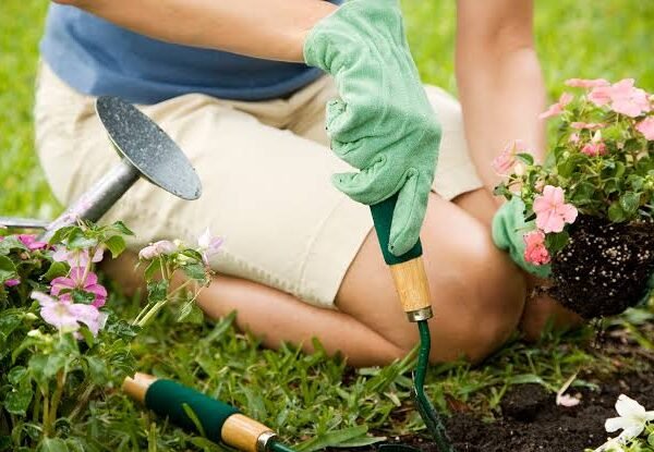 Maintenance For Small Garden Plants