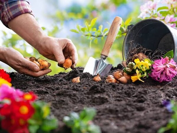 Care For Garden Flowering Plants